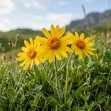Arnica Montana