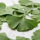 Ginkgo Biloba